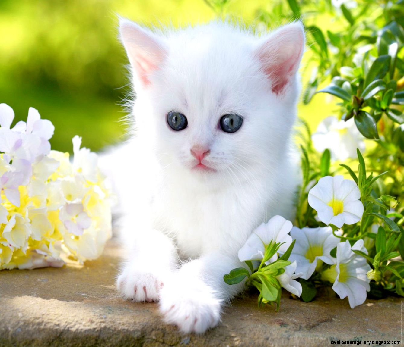 Cute White Cat Wallpaper | Wallpapers Gallery
