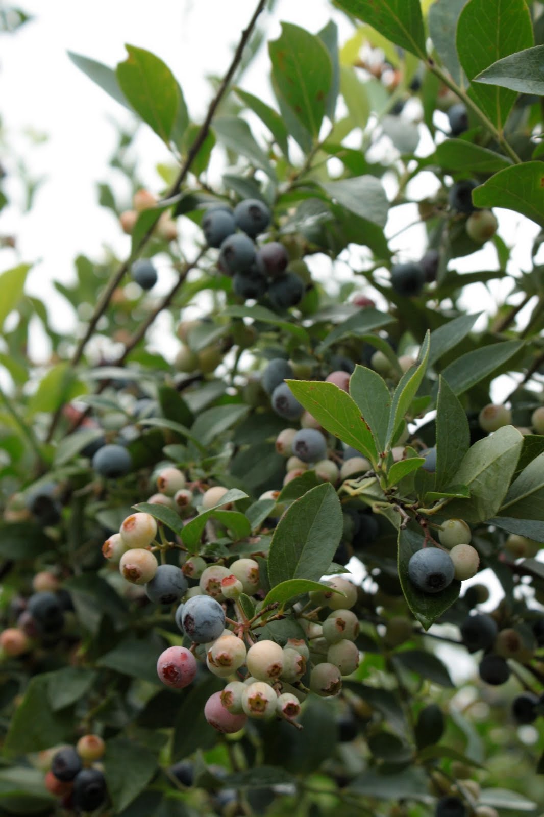 Southwest Strawberry Farm
