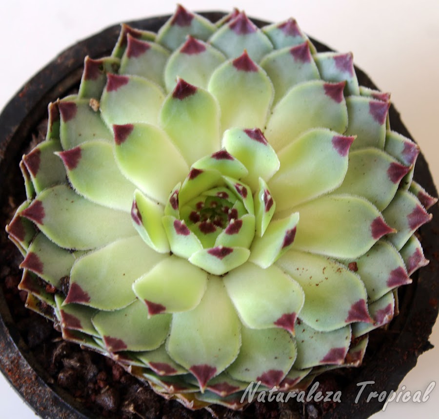 Hojas pálidas en la planta Sempervivum calcareum por falta de iluminación