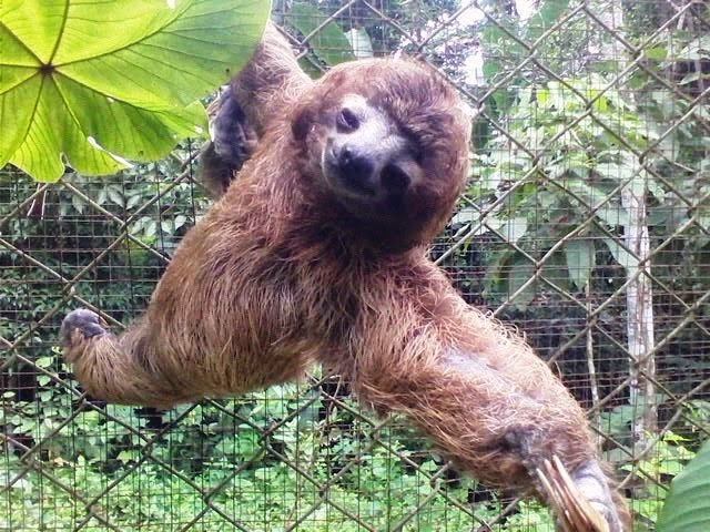 Sloth / Perezoso