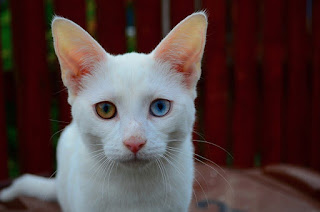 alt="gato blanco con un ojo azul y otro amarillo"