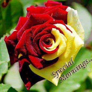 special morning rose for friends