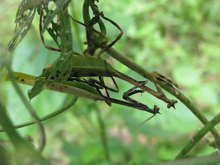 praying mantis mating