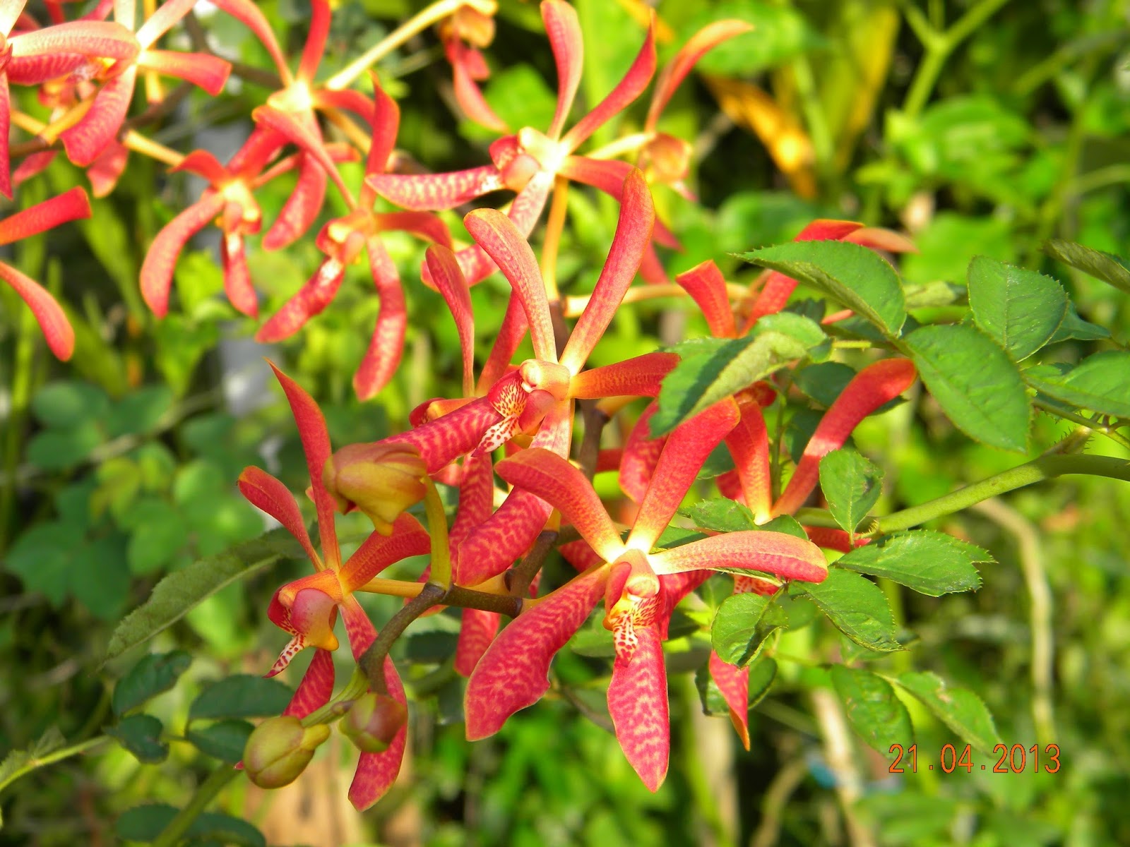 Koleksi Orkid Waroeng Kebun Ibu