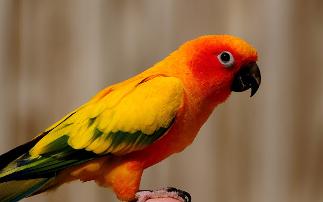 Picture orange yellow parrot