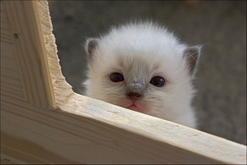 Картинки с котятами милые с надписями