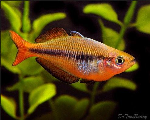 Nama Nama Jenis Ikan Hias Air Tawar Yang Populer Dipelihara