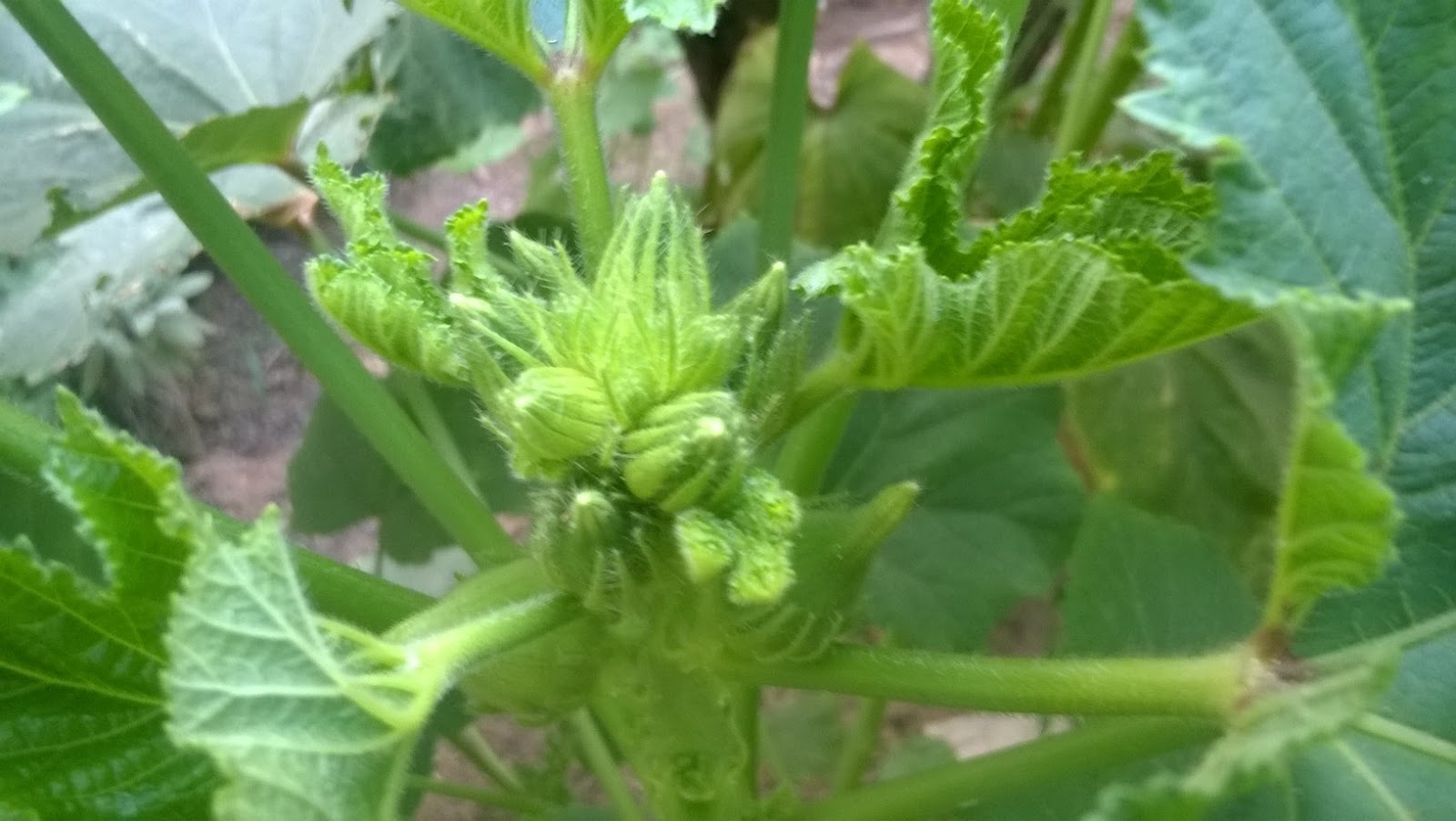 How To Grow Okra