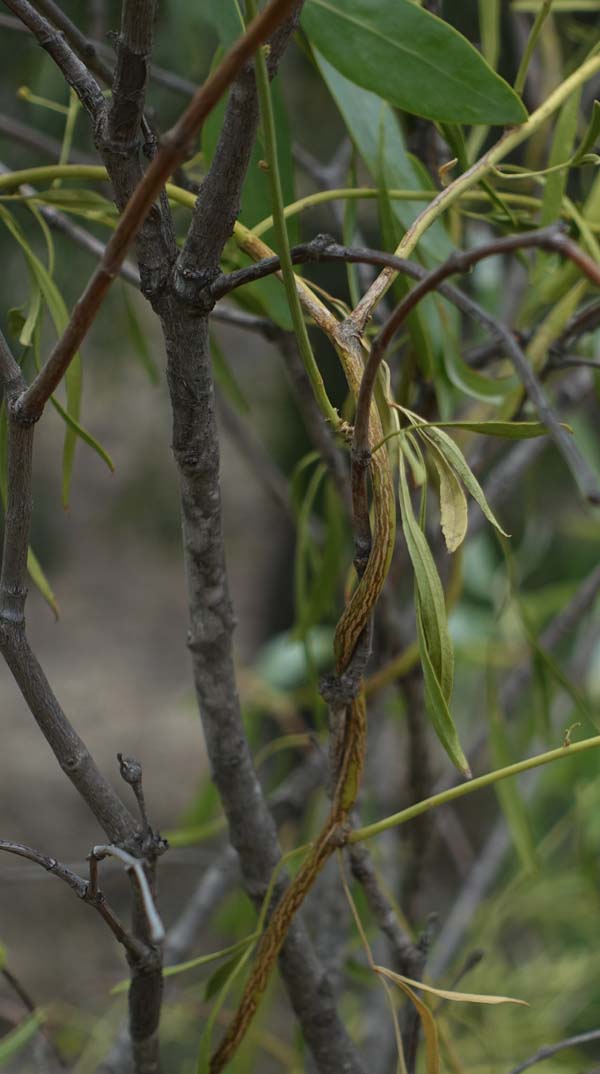 Toowoomba Plants Desert Jasmine