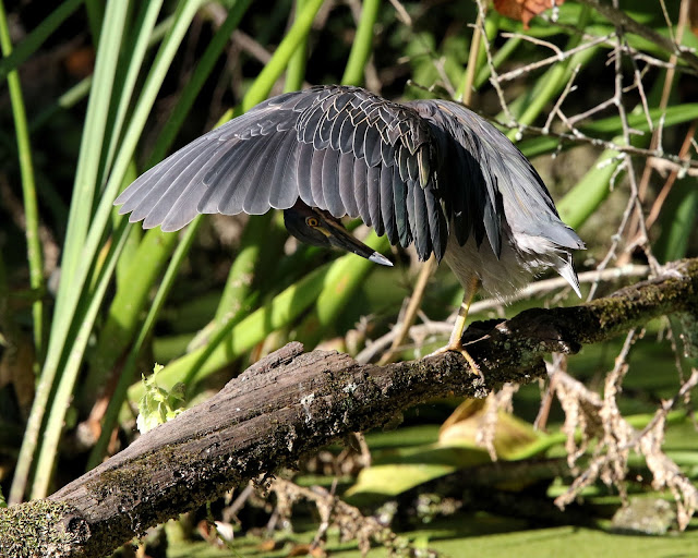 Birds from Behind An Exciting Day at the Beaver Marsh!...