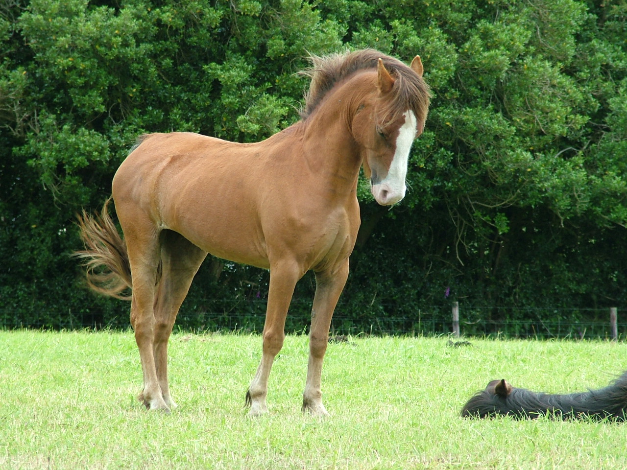 Dartmoor Pony Training Centre Rehoming Blog Rona