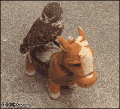 Funny animal gifs - part 226, cute animal gifs, funny gif of animals