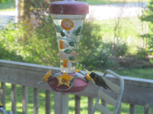 A hummingbird visits the feeder