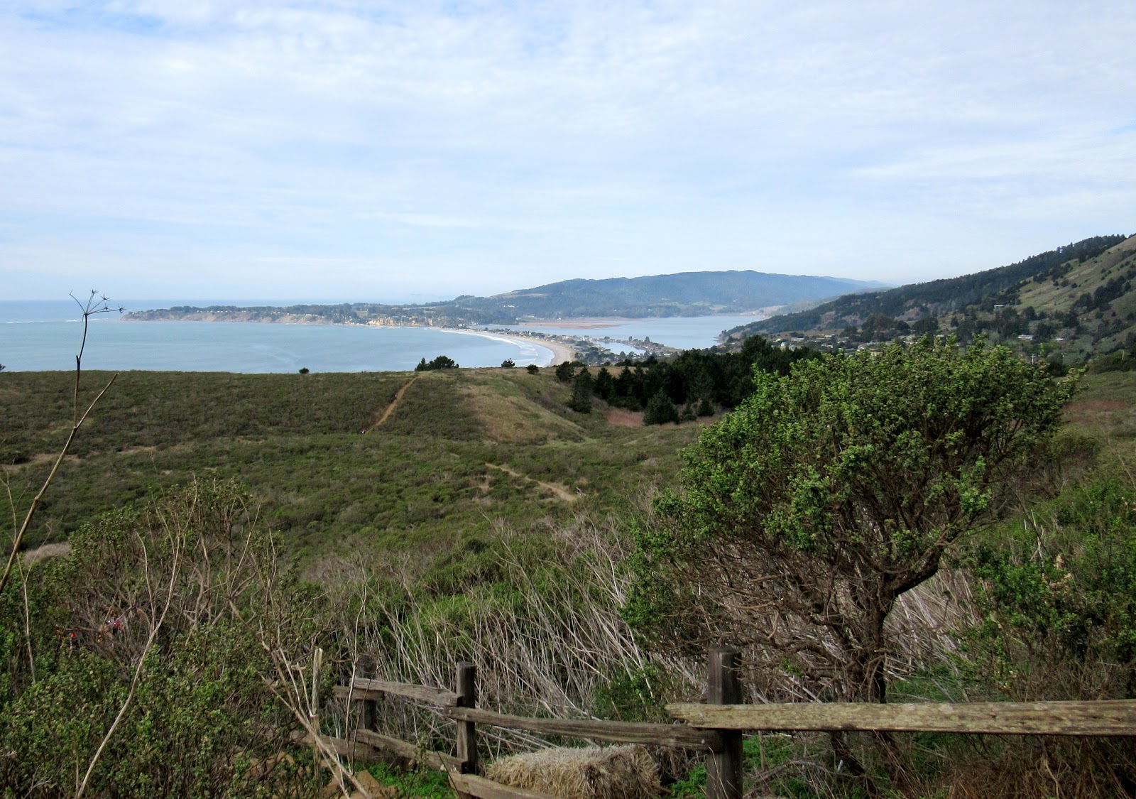 Coyote Brush of California's Coastal Scrub and Chaparral