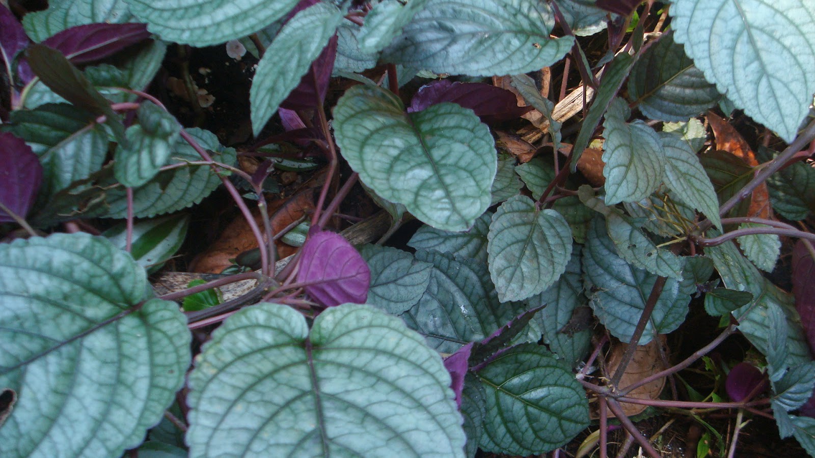 Keralaponics Redflame Ivy (Murikooti)