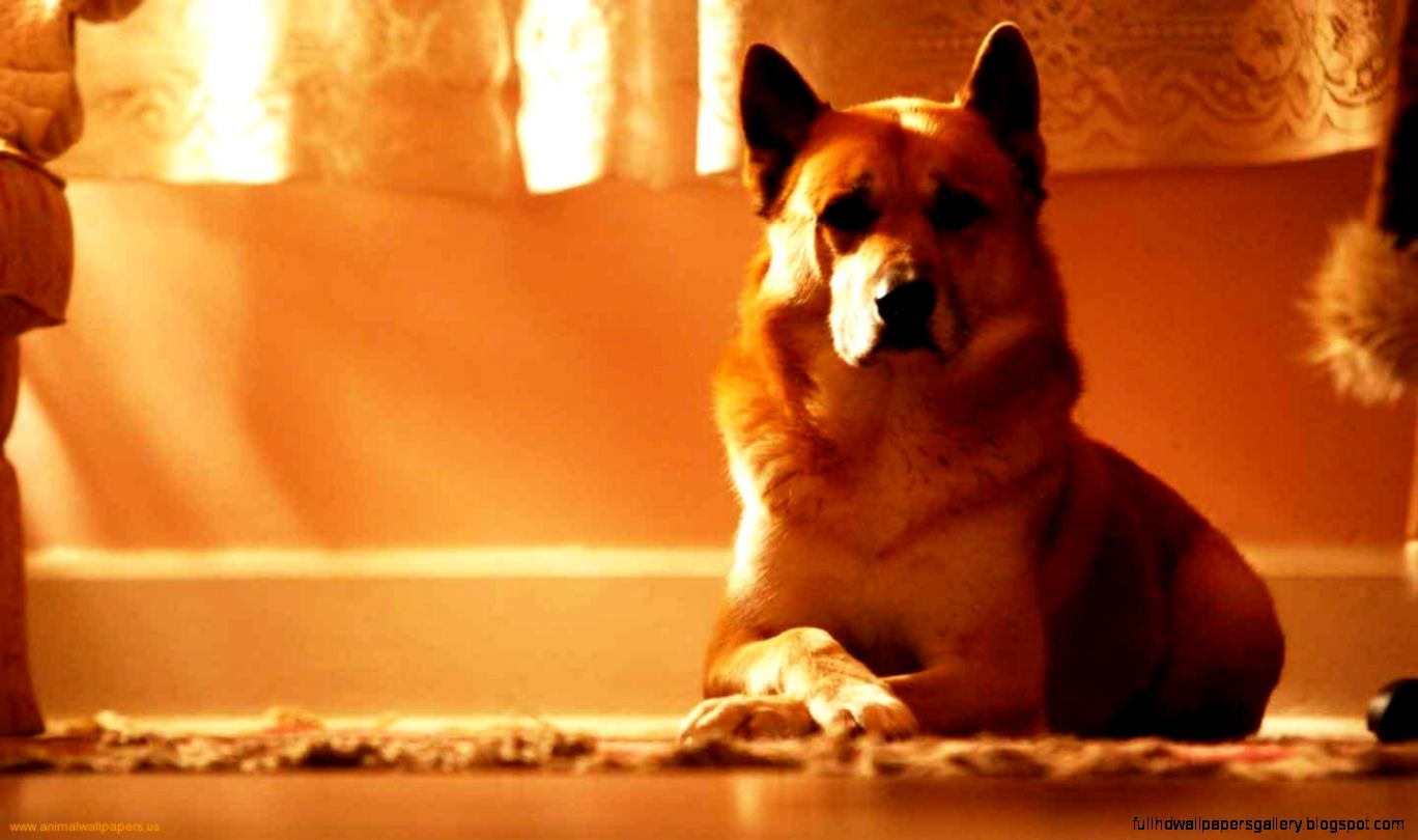 Cute Dog Wallpaper Photos High Resolution 7031743