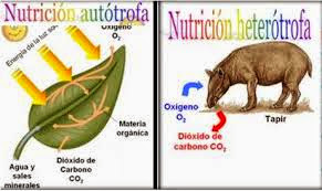 Organismos Autotrofos Y Heterotrofos Facil Y Rapido