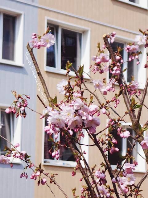 22 reasons why I simply love spring / 22 dôvodov prečo jednoducho milujem jar