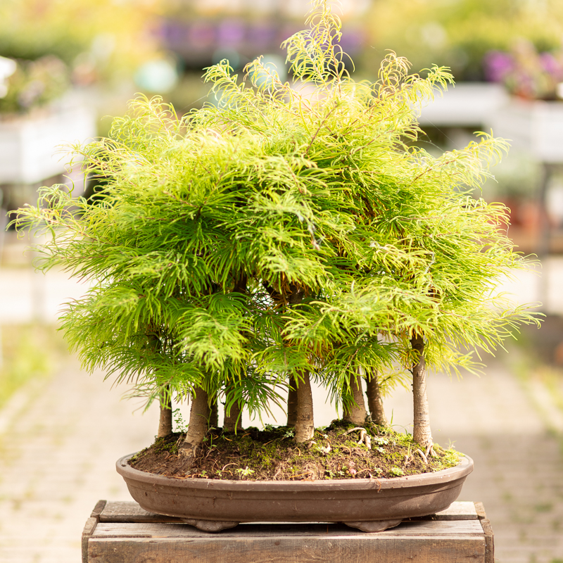 Pseudolarix amabilis Golden larch care and cultivation Travaldo's blog