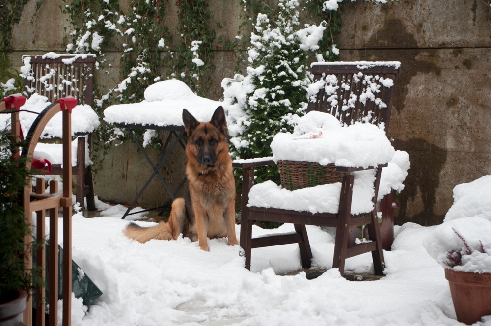 Wolkenfees Küchenwerkstatt Der vergoldete Hund, eine Weihnachtsgeschichte