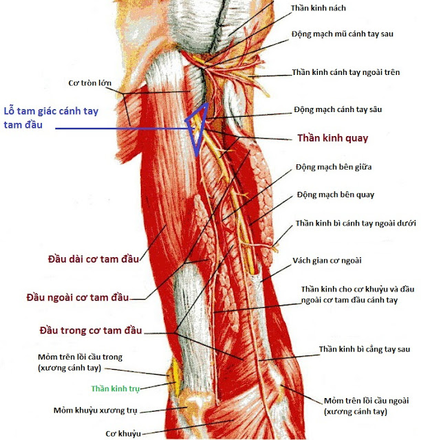 Radial nerve on arm