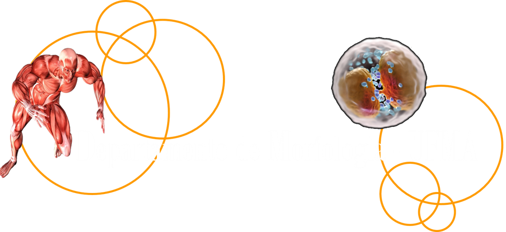 Departamento de Morfologia - UFMA