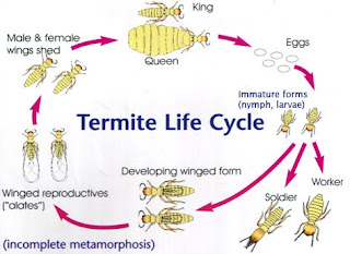 life cycle of a termites