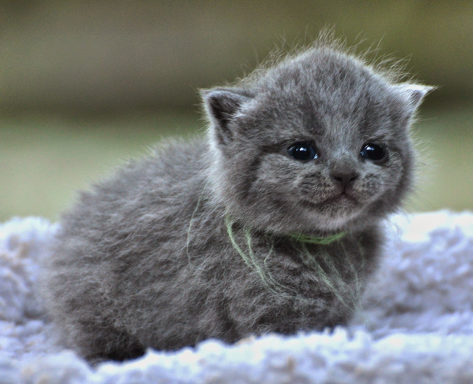 Foto Kucing Dan Bayi Terimut