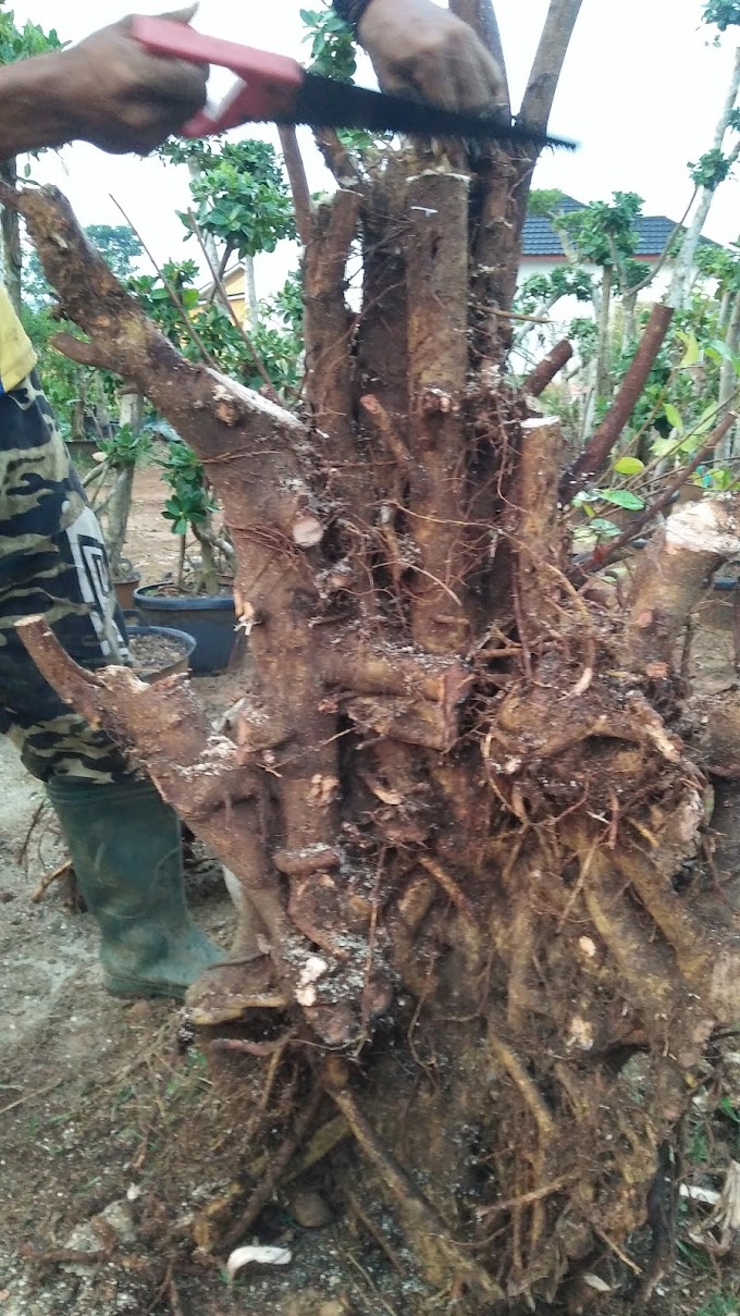 TIPS MEMILIH BAKALAN BONSAI PROSPEK