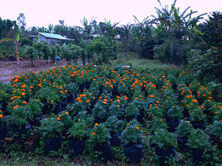 Orange Blossom Flower Mexican Marigolds Seeds At Munduk Village, Buleleng, Bali, Indonesia