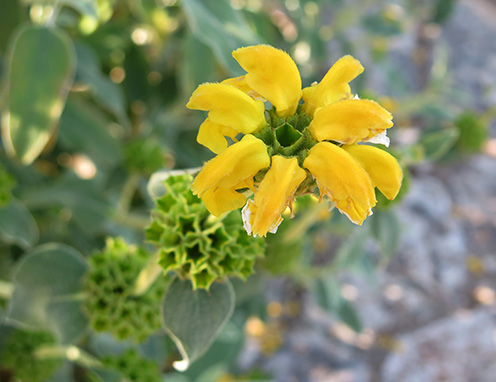 Salvia amarilla (Phlomis fruticosa) flor silvestre amarilla