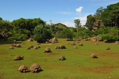 Tortues géantes dans la réserve Francois Leguat à Rodrigues.