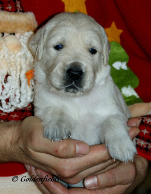 Goldwelpen - Golden Retriever Welpen Familienzucht: Golden Retriever