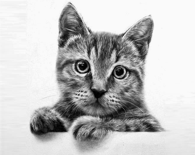 20+ Beautiful Realistic Cat Drawings To inspire you Fine
