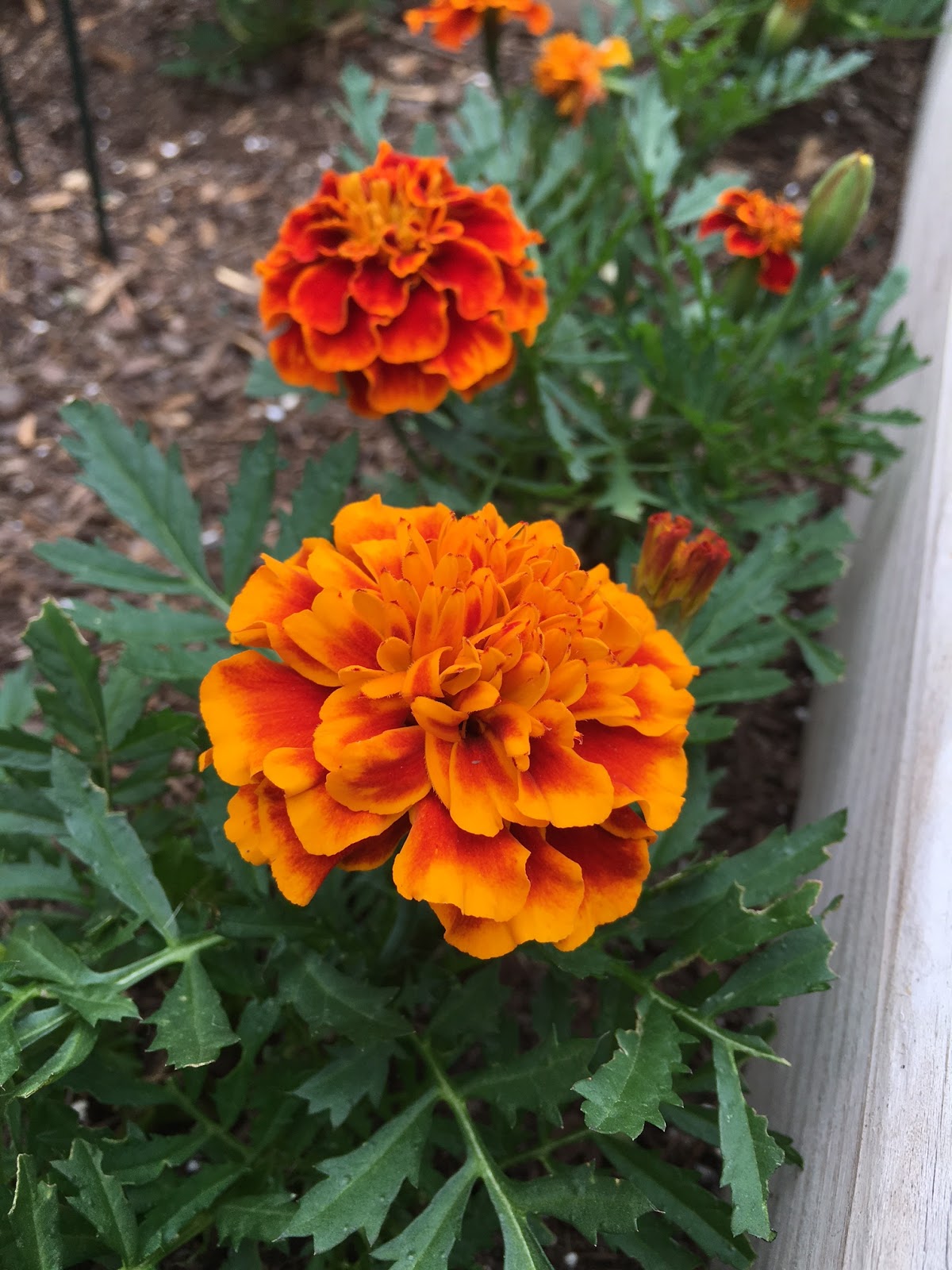 Top Ten Flowers for Summer Color Our Good Life