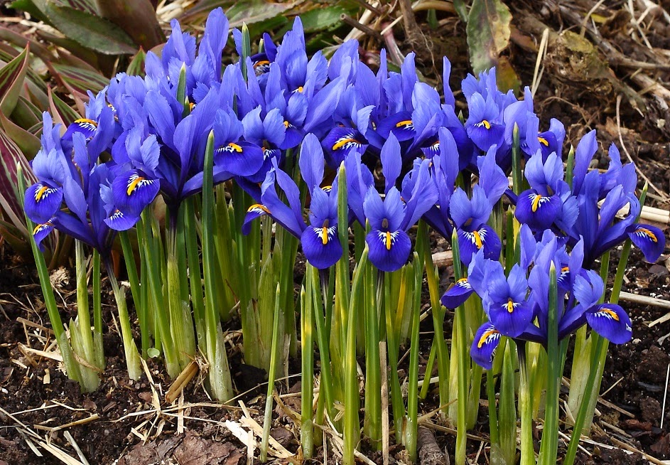 planting-iris.jpg