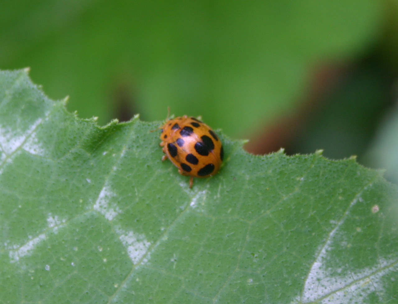 The Funny Farm Squash and Zucchini Under Attack