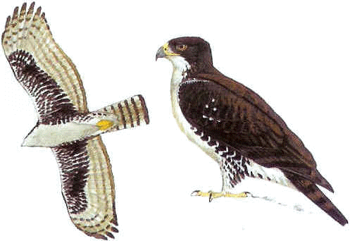 Águila halcón de Cassin: Aquila africanus