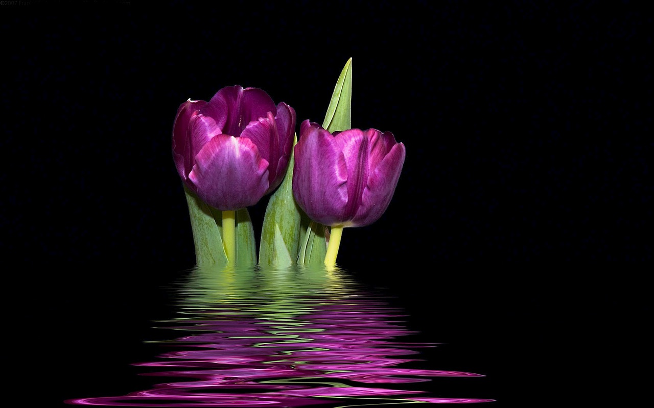 http://3.bp.blogspot.com/-6U0_J9oLOSU/Td6JX7M7dqI/AAAAAAAADi8/_qrWNnMJgTI/s1600/tulipanes_purpura.jpg
