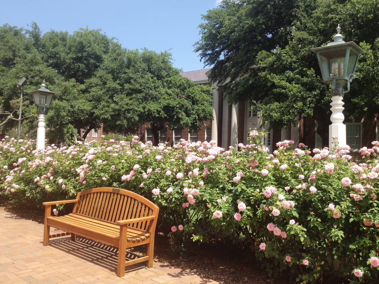 The gorgeous roses, Belinda's Dream , were in full bloom in front of ...