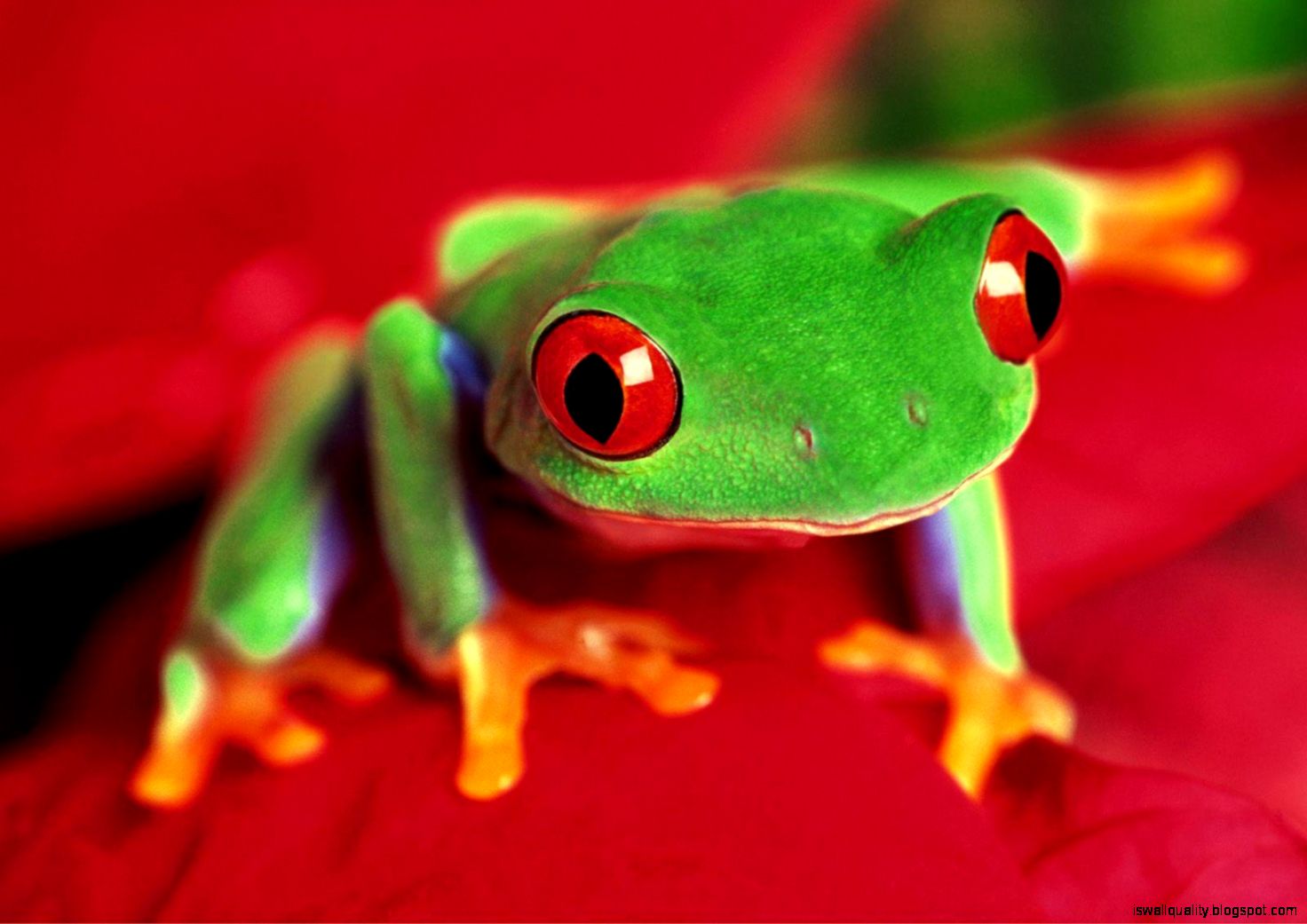 Green Frog Hd Wallpaper