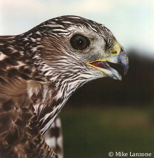 Raptor Identification and Photography: Aberrant Plumaged Raptors