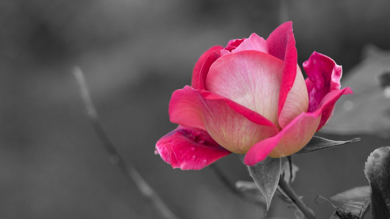 GambarBaru: Gambar Bunga Rose Mekar Warna-Warni