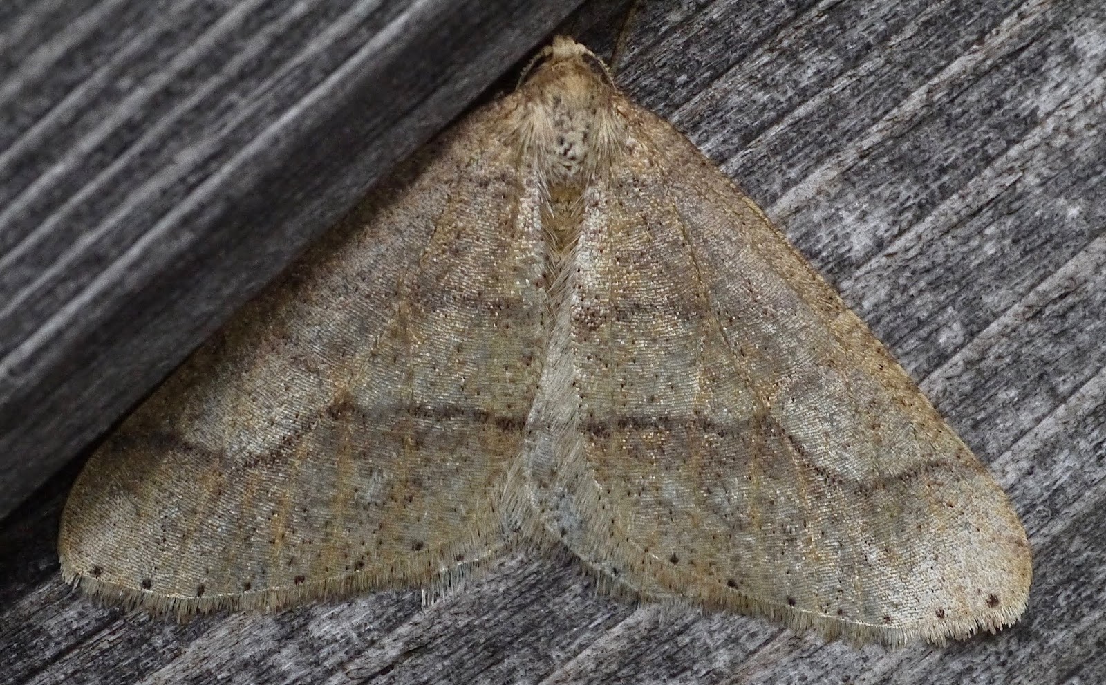 Northwest Norfolk Naturalists Six earlyseason moths