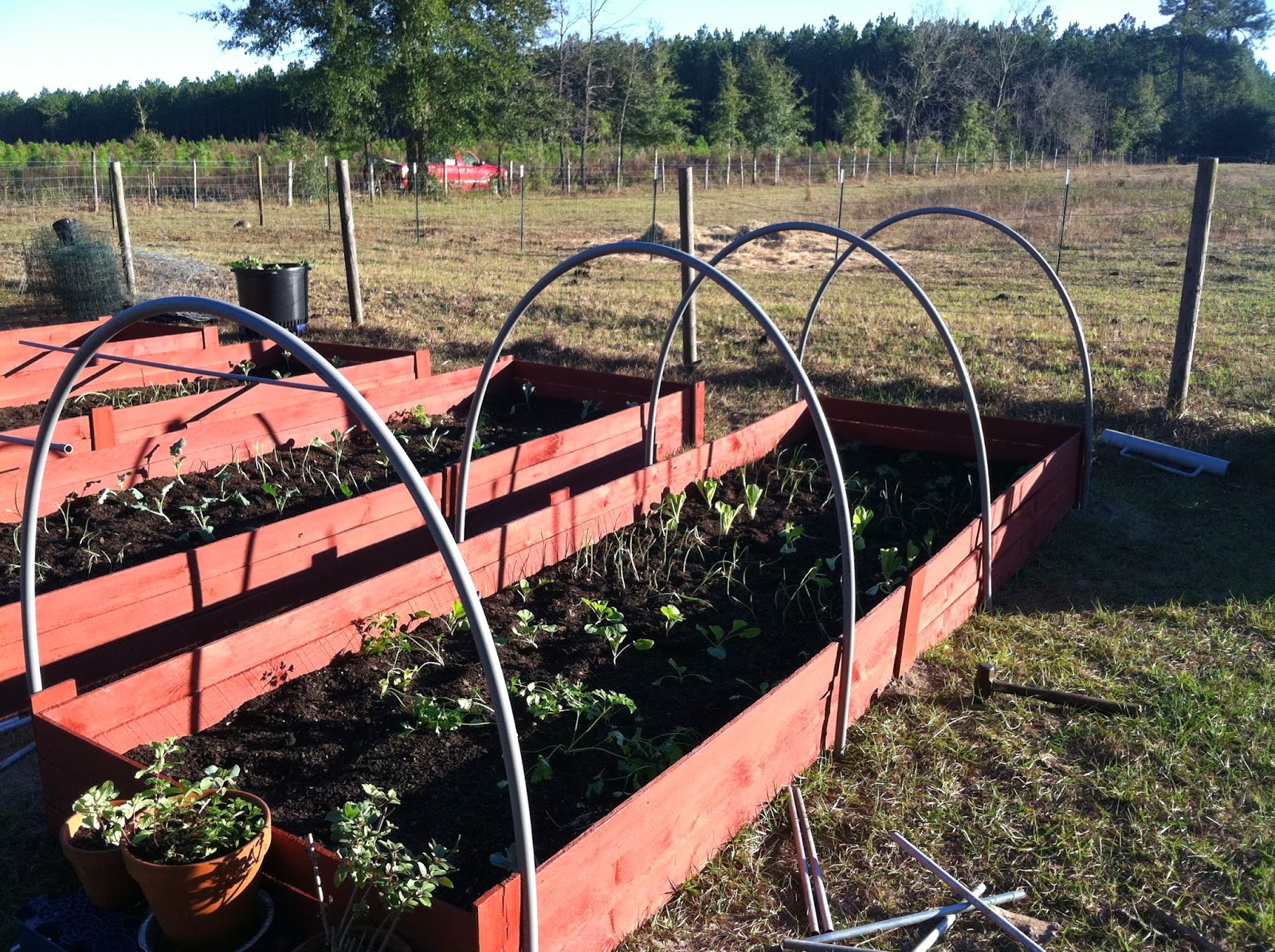 Scurvy Elephant Farm Winterizing the garden, hoop frames and covers