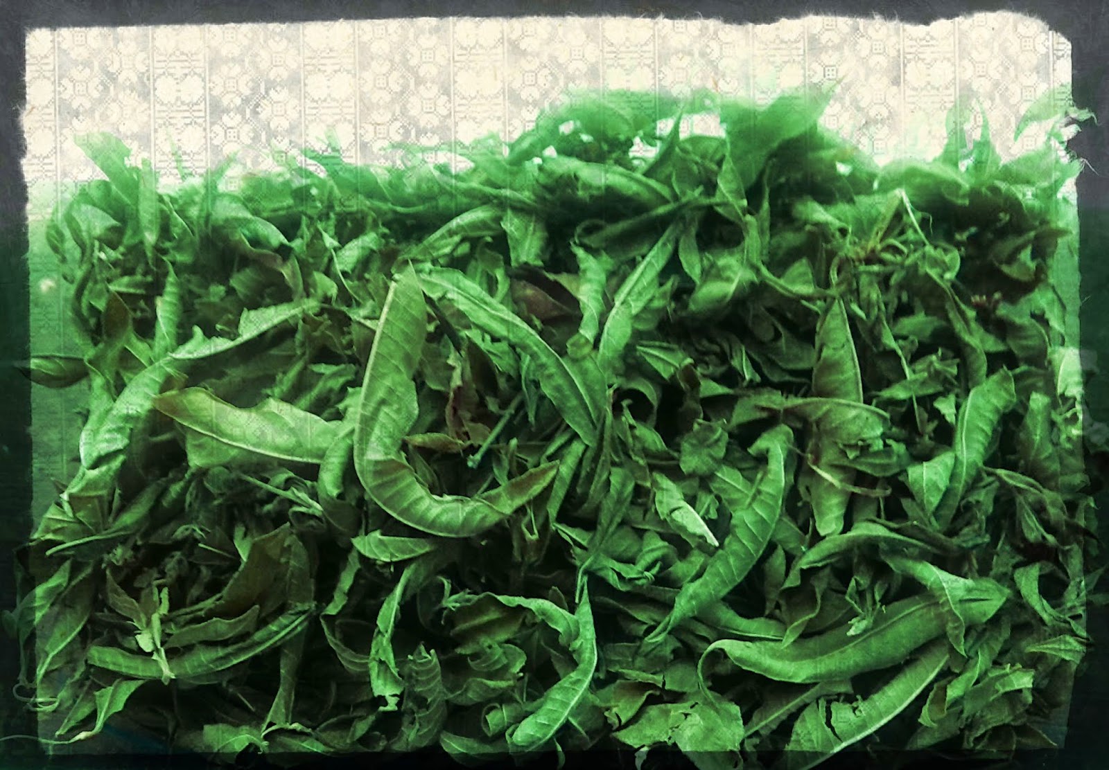 Lemon Verbena Living Drying Lemon Verbena For Delightful Taste & Smell