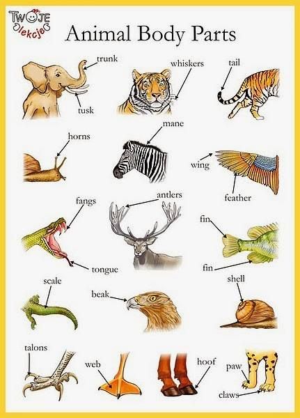Nuestras Rutinas: Animal body parts