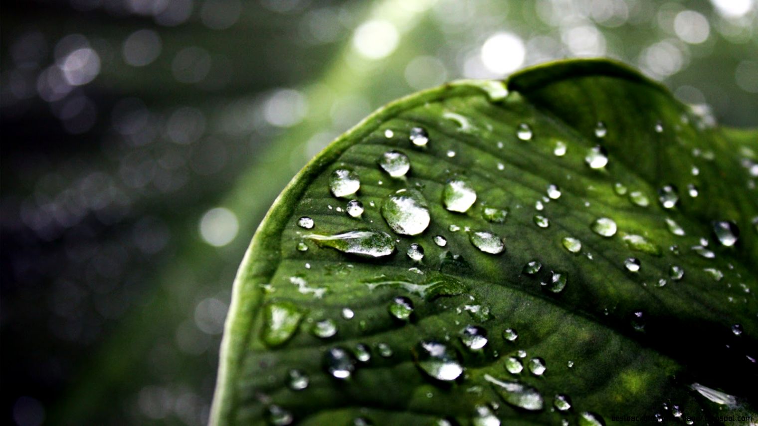 Hd Background Wallpaper For Laptop Gallery