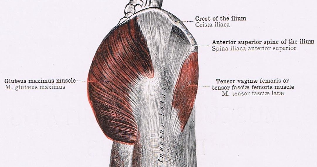 Anatomy of the Sinew Channels Iliotibial Band Friction Syndrome A