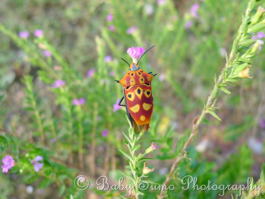 Baby Sumo Photography Red insect (stink bug?) with black